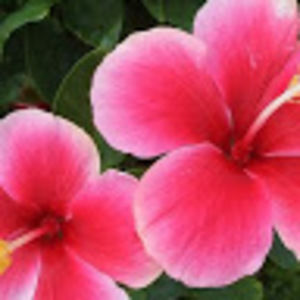 Meet your Posher, Lashonda